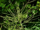 White Vervain