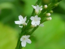 White Vervain