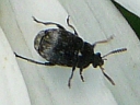 Bruchid Leaf Beetle