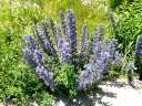 Viper's Bugloss