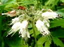 Virginia Waterleaf