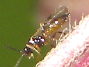 Aphid-parasitizing