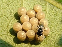Platygastridae Wasp