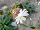 White Campion