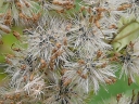 White Snakeroot