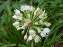 Wild Leek