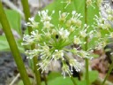 Wild Sarsaparilla