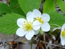 Wild Strawberry