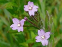 Fringed Willow Herb