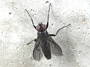 Woodlouse Fly
