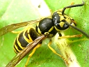 Eastern Yellowjacket