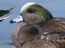 More American Wigeon Ducks