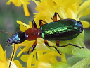 Calleida punctata