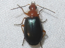 Lebia species