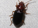 Trichotichnus vulpeculus