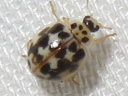 20-spotted