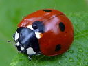 7-spotted