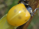 7-spotted (teneral)