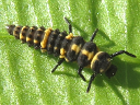 Spotted larva