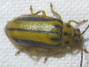 Elm Leaf Beetle