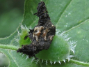 Clavate Tortoise larva