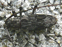 Lepturges confluens