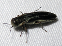More Two-lined Chestnut Borers