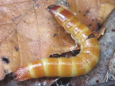 Click Beetle larva