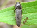 More Melanotus Click Beetles