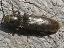 Sylvanelater cylindriformis