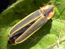 More Photinus Beetles