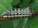 Eastern Comma larva