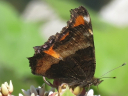 More Milbert's Tortoiseshell Butterflies