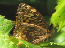 More Great Spangled Fritillaries