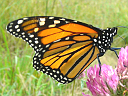 More Monarch Butterflies