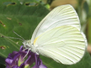 More Mustard White Butterflies