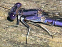 Variable Dancer male