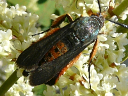 Squash Vine Borer