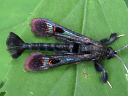 Virginia Creeper Clearwing