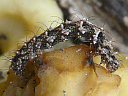 Common Fungus larva