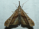 Dark-spotted Palthis