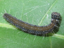 Ailanthus Webworm larva