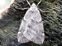 More Fall Cankerworm Moths