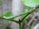 Geometrid larva