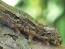 Hemlock Looper larva?