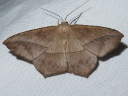 Large Maple Spanworm