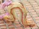 Eupithecia species larva