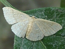 More Common Tan Wave Moths