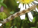 Grey Pug larva