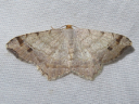 Red-headed Inchworm